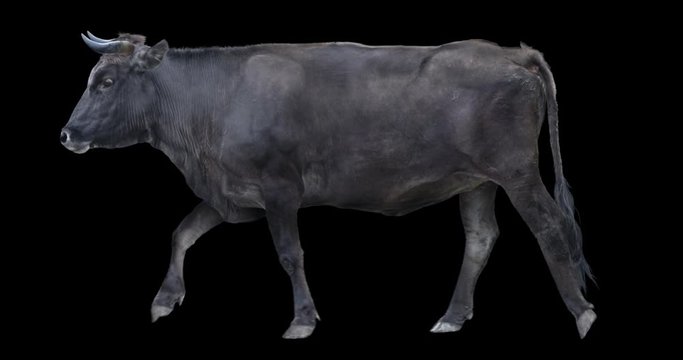 Black bull walking realistic animation. Isolated animal video including alpha channel allows to add background in post-production. Element for visual effects.