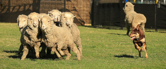 Red and tan Kelpie (Australian breed of sheep dog) herding a group of sheep.