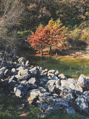 autumn in the woods