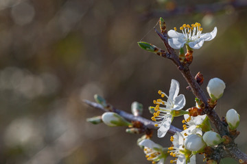 Prunus spinosa, called blackthorn or sloe, is a species of flowering plant in the rose family Rosaceae. Prunus spinosa, called blackthorn or sloe tree blooming in the springtime.
