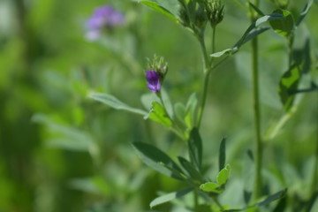 Medicago sativa, alfalfa, lucerne in bloom - close up. Alfalfa is the most cultivated forage legume in the world and has been used as an herbal medicine since ancient times.