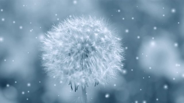 White dandelion reeling from the wind close-up with many soft flying