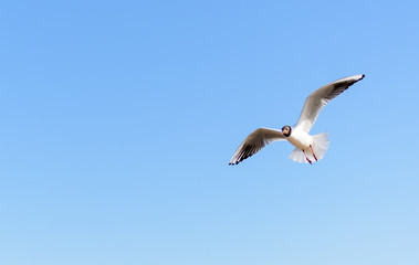 Fototapeta na wymiar White seagull flying in the bright blue sky with its wings open. Black-headed gull (Chroicocephalus ridibundus) over Baltic sea. Seascape background.