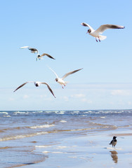 Flock of seagulls flying above the water, with a black crow standing at the background. Black-headed gulls (Chroicocephalus ridibundus) over Baltic sea.