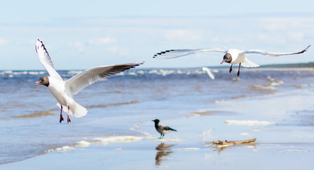 Two seagulls flying above the water, with wings open, with a black crow standing at the background. Black-headed gulls (Chroicocephalus ridibundus) over Baltic sea.