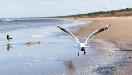 White seagull flying above the seacoast with its wings open, with a black crow standing at the background. Black-headed gull (Chroicocephalus ridibundus) over Baltic sea. Seascape background.