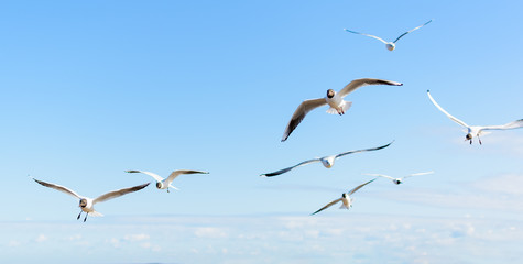 Flock of seagulls flying in the blue sky, with their wings open. Black-headed gulls (Chroicocephalus ridibundus) over Baltic sea.
