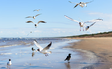 Flock of seagulls flying above the water, catching bread in the air, with a black crow standing at the background. Black-headed gulls (Chroicocephalus ridibundus) over Baltic sea.