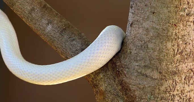 Blue Eyed Leucistic Rat Python with Forked Tongue Out, Creeping Up the Brown Tree