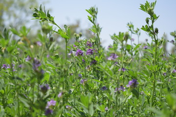 Medicago sativa, alfalfa, lucerne in bloom - close up. Alfalfa is the most cultivated forage legume in the world and has been used as an herbal medicine since ancient times.
