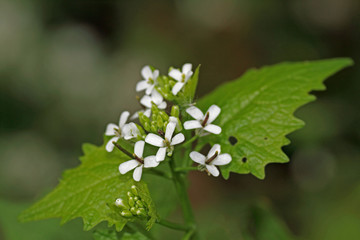 Knoblauchsrauke