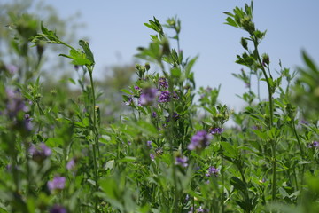 Obraz na płótnie Canvas Medicago sativa, alfalfa, lucerne in bloom - close up. Alfalfa is the most cultivated forage legume in the world and has been used as an herbal medicine since ancient times.