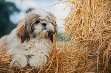 Shih tzu puppy on the hay block - 353364041