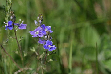 Wildblumen