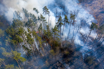 Fire in the forest, Zhytomyr region, Ukraine. Spring 2020.
