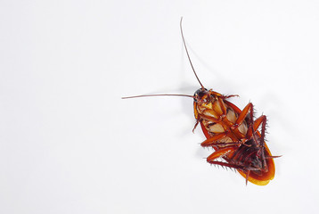 Top view a dead cockroach on white background