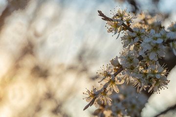 Prunus spinosa, called blackthorn or sloe, is a species of flowering plant in the rose family Rosaceae. Prunus spinosa, called blackthorn or sloe tree blooming in the springtime.
