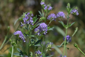 Medicago sativa, alfalfa, lucerne in bloom - close up. Alfalfa is the most cultivated forage legume in the world and has been used as an herbal medicine since ancient times.