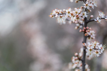 Prunus spinosa, called blackthorn or sloe, is a species of flowering plant in the rose family...
