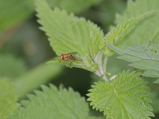 Schwebwespe