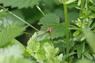 Jagdspinne mit Beute