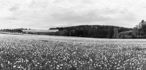 Common dandelion blowballs in panoramic rural landscape. Taraxacum officinale. Black and white natural panorama with fragile seed heads of dandelions in spring meadow. Hodusin, South Bohemia, Czechia.