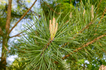 green pine branch with young shoots