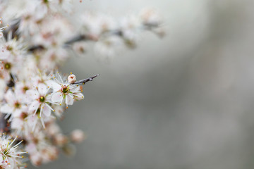 Prunus spinosa, called blackthorn or sloe, is a species of flowering plant in the rose family Rosaceae. Prunus spinosa, called blackthorn or sloe tree blooming in the springtime.
