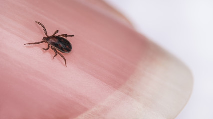 Nail detail with crawling deer tick male. Ixodes ricinus or scapularis. Close-up of small parasitic mite on pink human fingertip. Disgusting infectious parasite. Dangerous tick-borne diseases carrier.