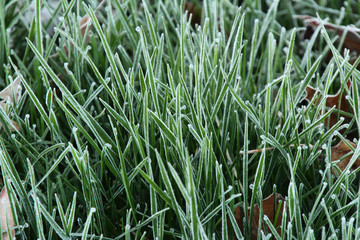 Close-Up of Frosted Grass