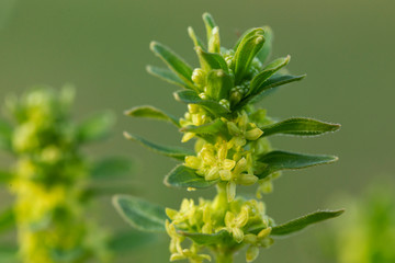 
Cruciata glabra flowers close-up. Cruciata glabra belongs to the family Rubiaceae.