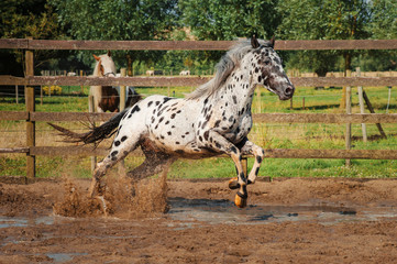 Appaloosa horse in the paddock - 353364653