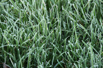 Froted Grass Up Close