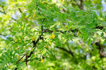tree branch with yellow flowers close-up