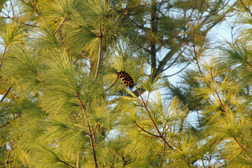 Pine Cone in the Morning