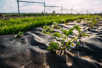 Strawberry bush with inflorescence
Strawberry bush with inflorescence on a garden bed grow under agro textile protection black color on the garden when there is little heat 
against the sunlight