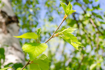 branch of a tree with a leaf