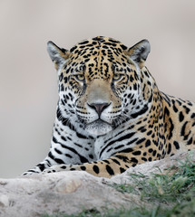 Fototapeta na wymiar Portrait of jaguar resting and watching 