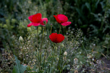 Wild red poppy flower. Background of lonely plant
