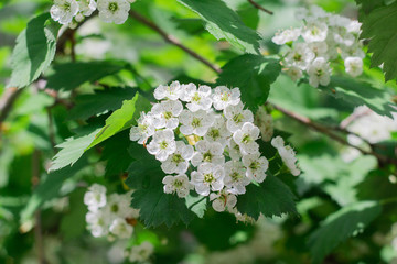Small white hawthorn flowers bloom in spring