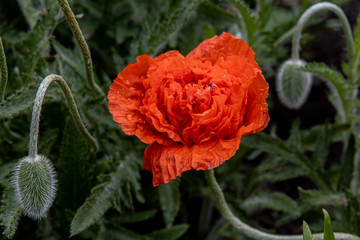Obraz premium Head of a blooming poppy flower closeup. Home garden
