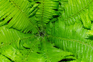 young leaves of fern plant green background