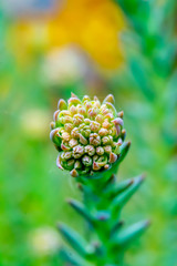 Abstract succulent plant macro background