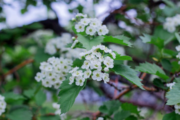 Fototapeta premium Small white hawthorn flowers bloom in spring