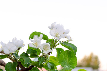 branch of a blossoming apple tree with white flowers