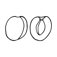Apricot with kernel. Hand drawn outline doodle icon. Transparent isolated on white background. Vector illustration for greeting cards, posters, patches, prints for clothes, emblems.