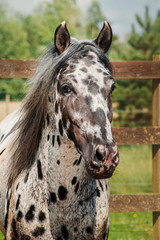 Appaloosa horse in the paddock - 353365666