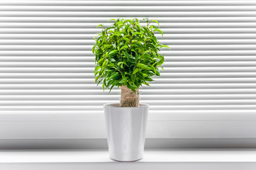 Ficus ginseng plant