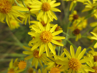 A close up of bright yellow flowers of the Jacobaea vulgaris (Senecio jacobaea). Flowers of common ragwort (stinking willie, tansy ragwort, benweed, staggerwort, cankerwort, stammerwort), top view