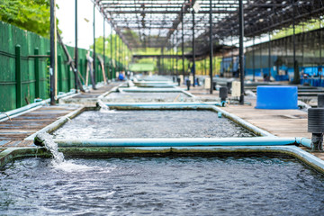 Water flow treatment system from the water pump pipe at fish farm.water gushing out of the pipe from Koi Pond Carp fish farm for oxygen.Water was drain by tube pvc.Industrial wastewater treatment.